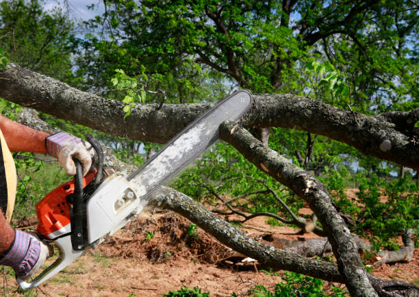 Best Tree Health Inspection  in Douglas, WY